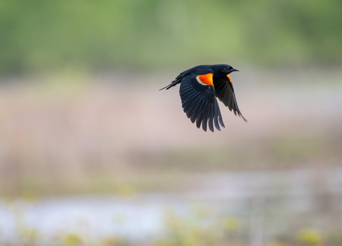 JocAPhotography's tweet photo. A Red-winged Blackbird patrolling his marsh. https://t.co/KF978VJ3wB