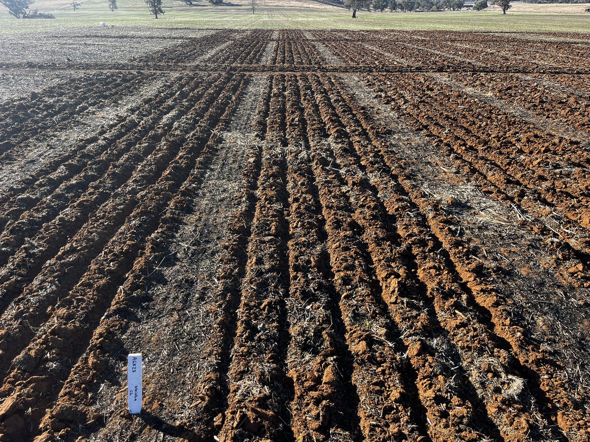 JoshDriver9's tweet photo. Sowing season coming to a close for both trials and commercial, it’s been a challenging year so far but here’s to the next chapter of the year! https://t.co/5c5nhplfCB