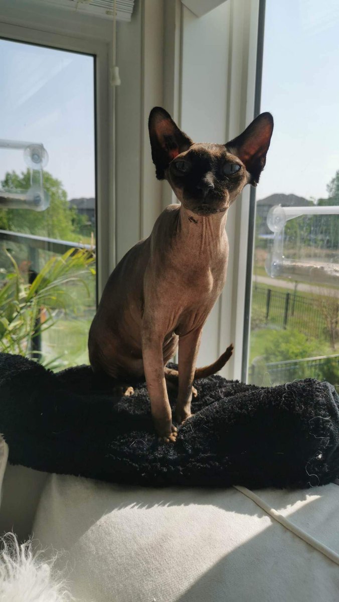 findingnemyy's tweet photo. i’m obsessed with this cat omg https://t.co/3eXBNd74FD