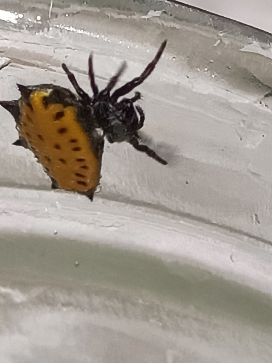 SanPerGar's tweet photo. Hola @Arachno_Cosas, me encontré este ¿arácnido?
¿Sabes qué es? (En Xalapa) Mil gracias https://t.co/SBIhprb3sw