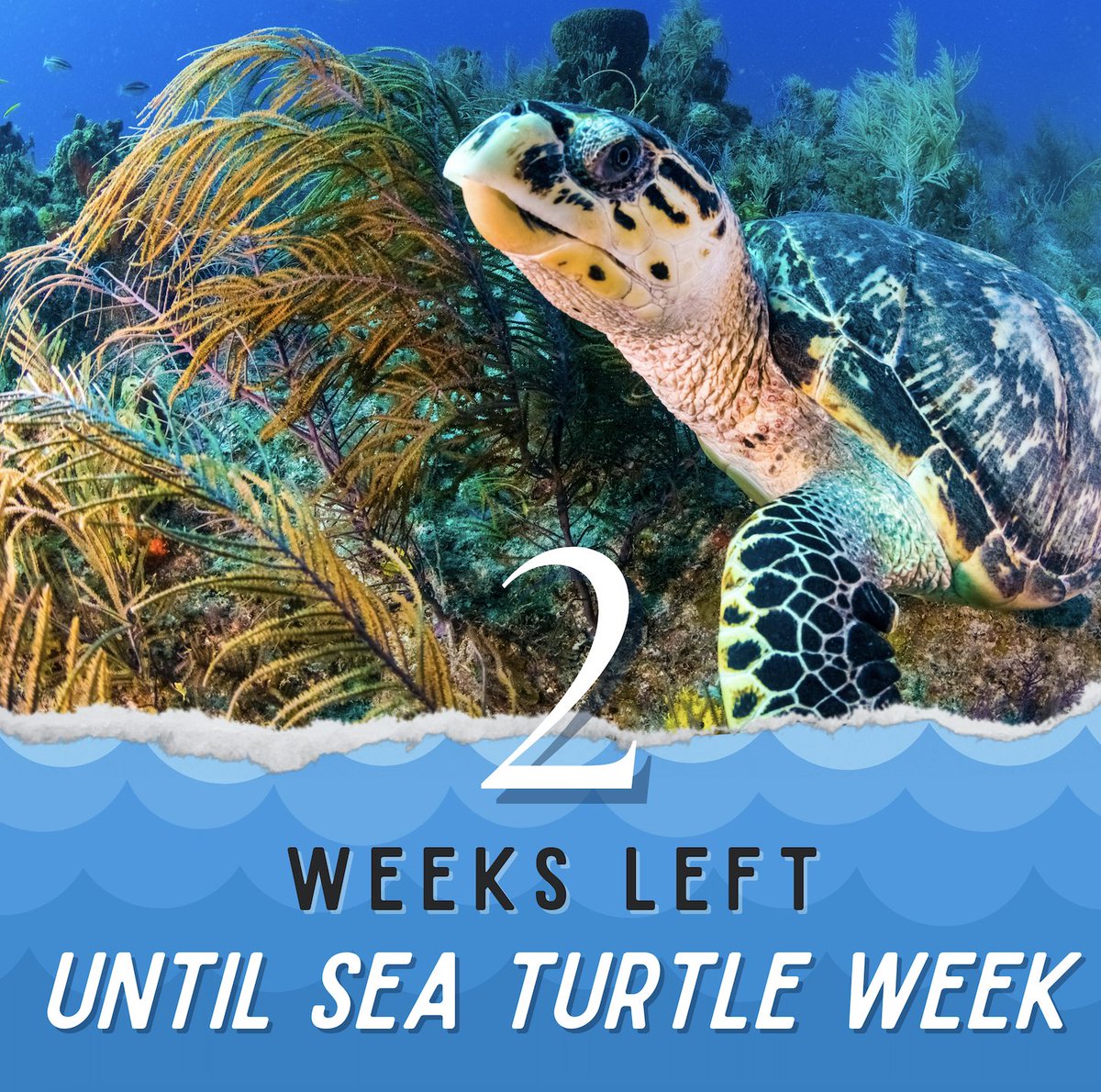 Only 2 weeks left until #SeaTurtleWeek and our team is ready to shellebrate! 

Be sure to head to seaturtleweek.com as well to download the ready made social media graphics, view the trailer to the video series, download a turtley cute coloring sheet, and so much more!