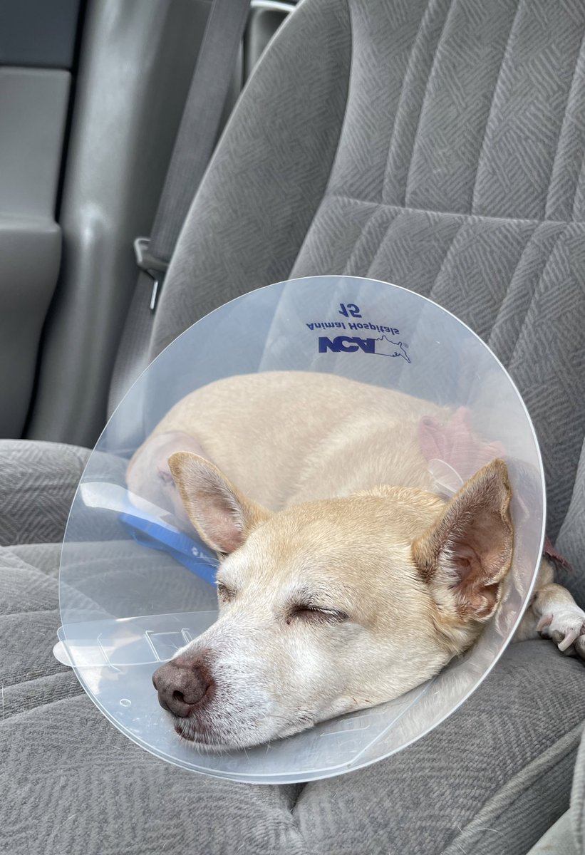 Tomer Azarly tweet media