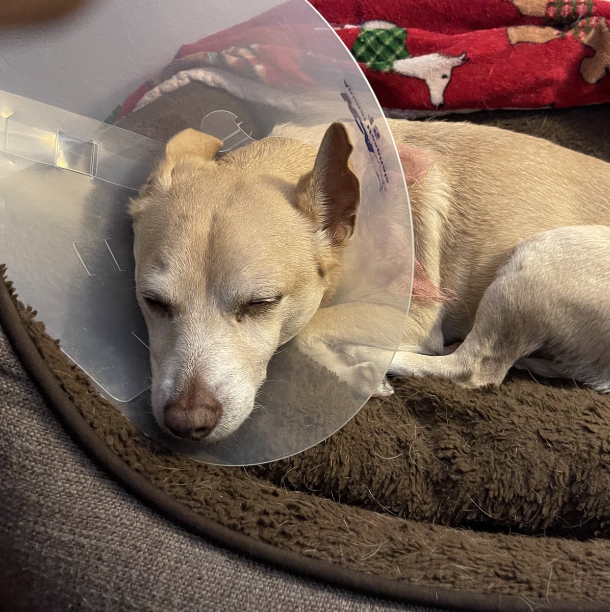 Tomer Azarly tweet media