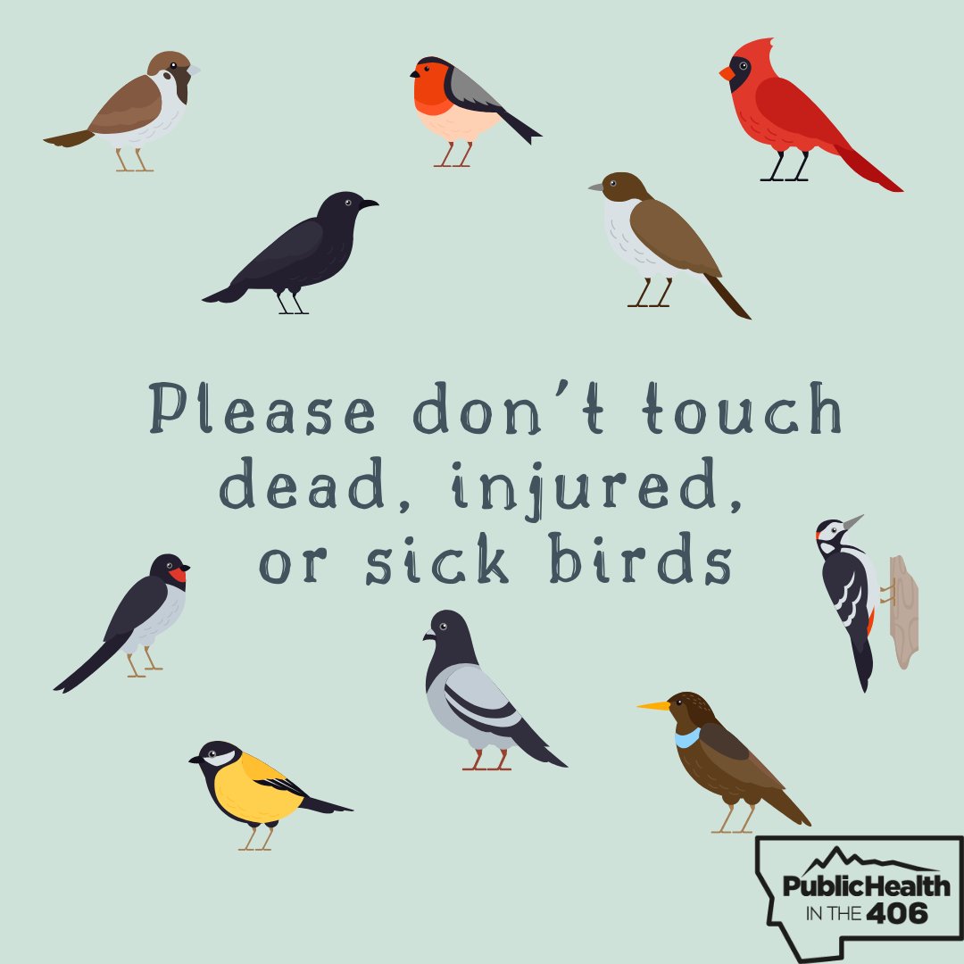 Health406 on Twitter "Per CDC, H5 birdflu virus infections in US wild
