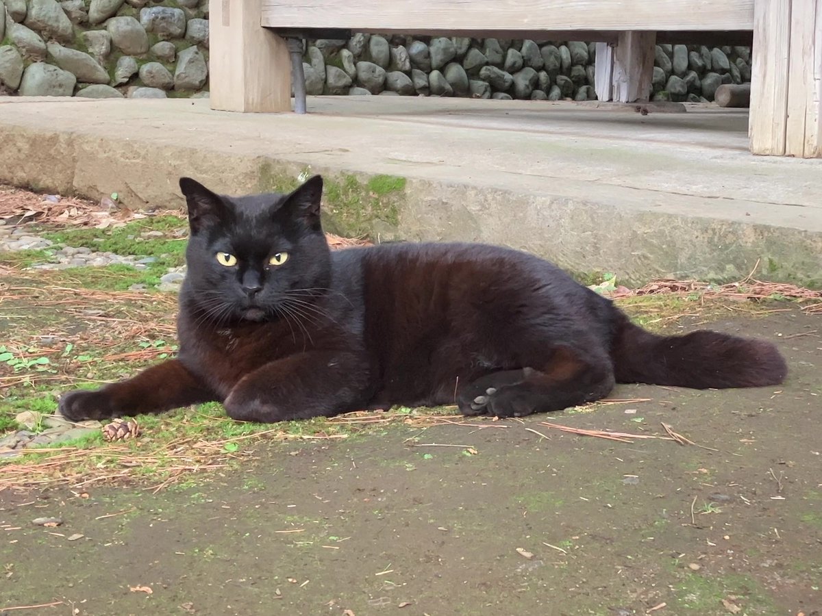 朝 まどろむ #ねこ #猫 #ねこ写真 #猫写真 #東京猫 #ねこすたぐらむ #外猫 #野良猫 #地域猫 #straycat #cat #cutecats #tokyocats