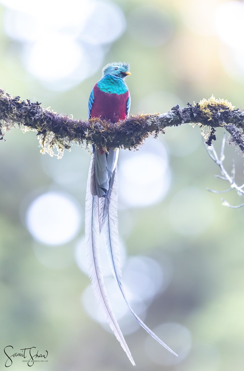 Resplendent Quetzal

#IndiAves #NaturePhotography #Canon #CanonIndia #BBCWildlifePOTD
@BirdLife_News
#birds #birding #birdwatching #ThePhotoHour #birdphotography 
@DiscoveryUK 
@CanonUKandIE
#natgeoindia #IncredibleIndia #BirdsSeenIn2023 #BirdsOfTwitter