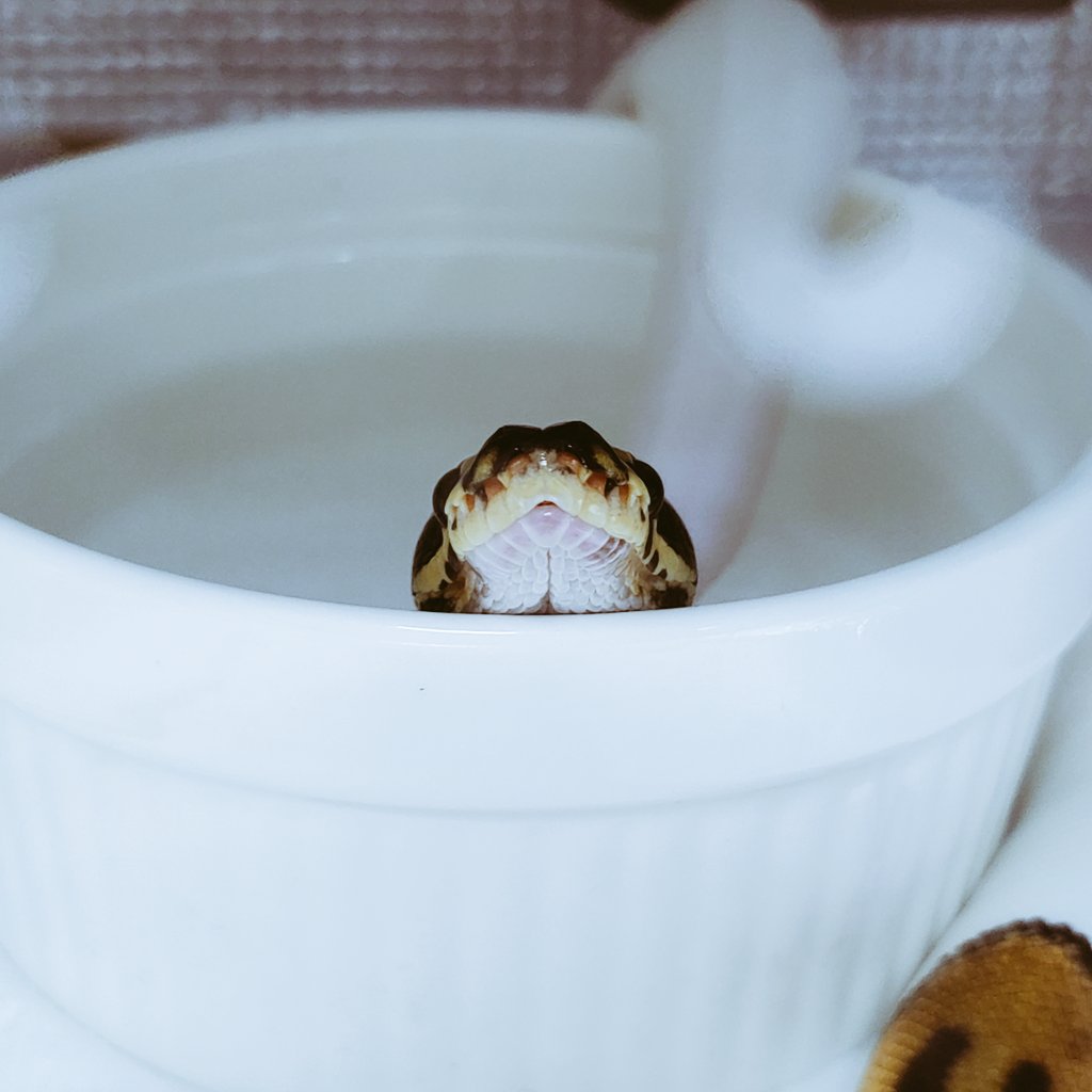 へびっこ母ちゃん tweet media