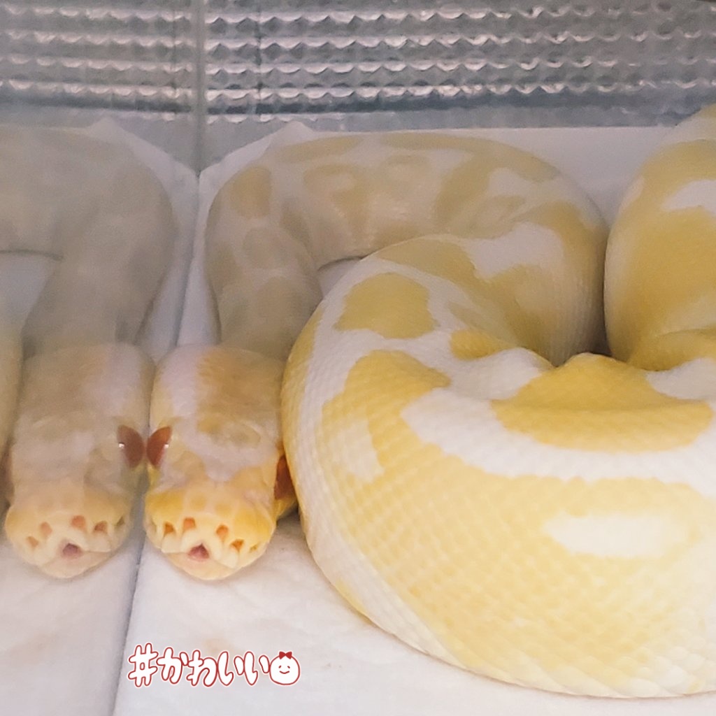 へびっこ母ちゃん tweet media