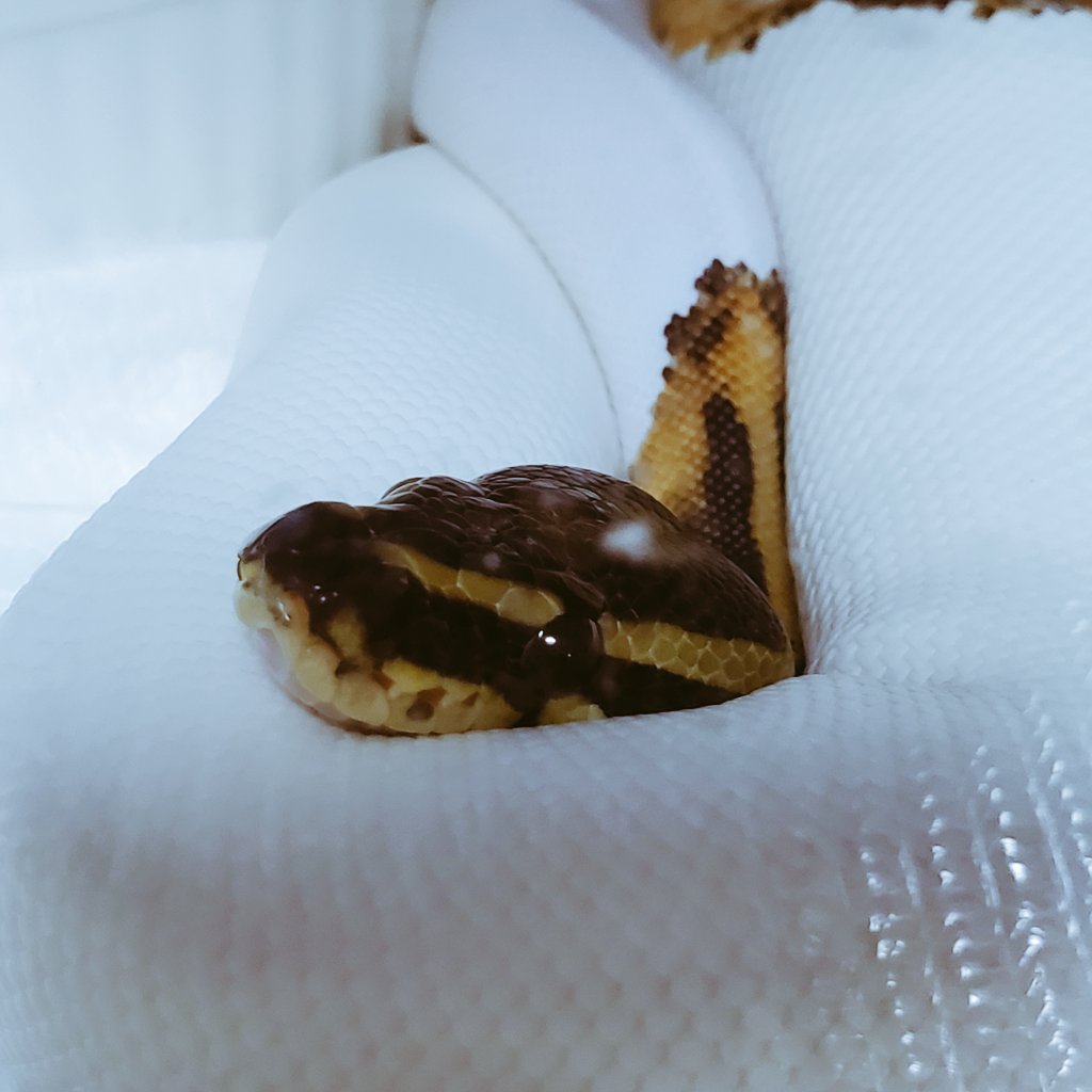 へびっこ母ちゃん tweet media