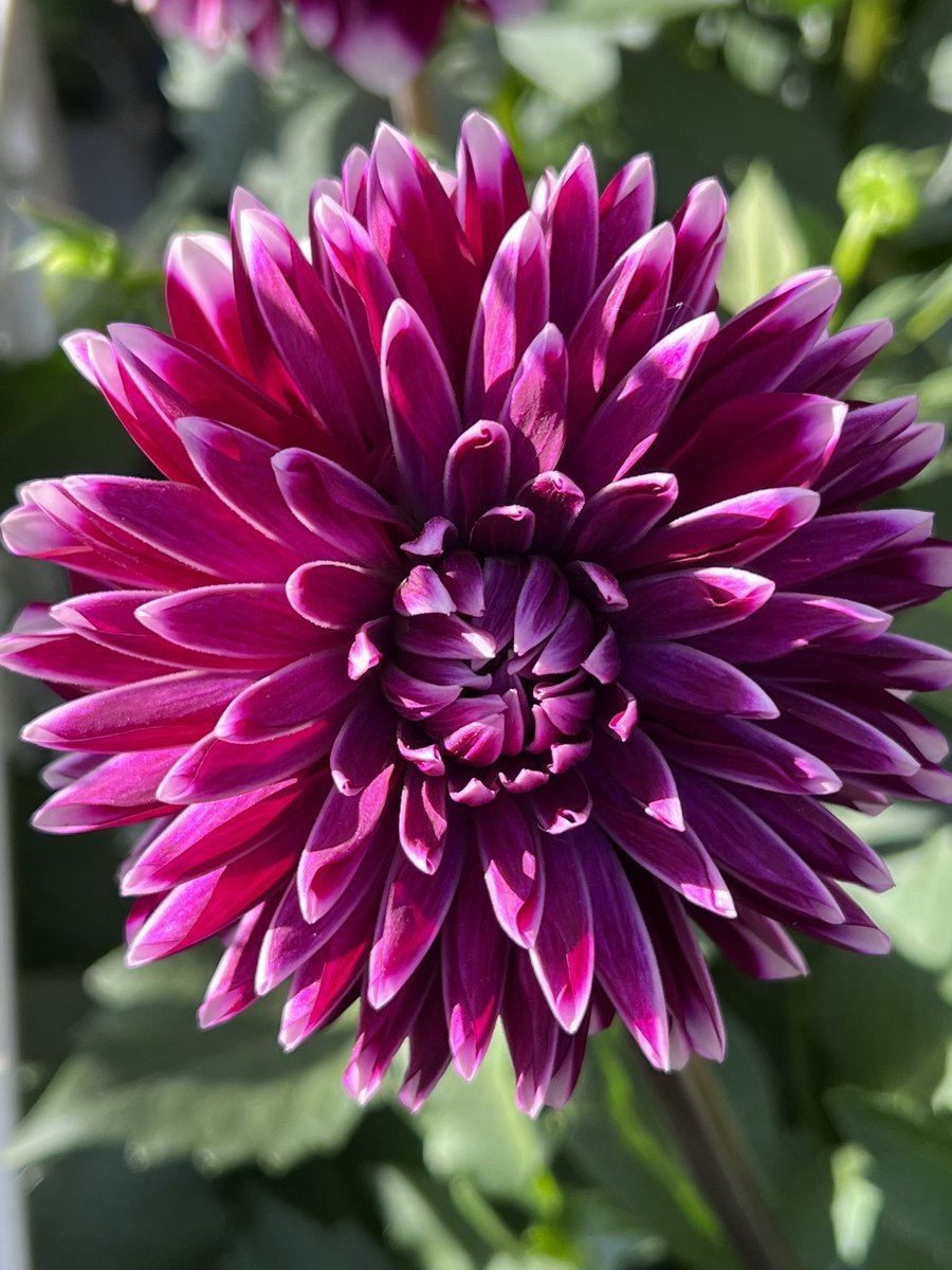 TanjaWinterling's tweet photo. Gm☀️ https://t.co/I2f4MqHzG3