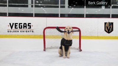 SashaLoftis's tweet photo. This is a tough one.
#OnlyOn8 tonight: Remembering Benny the Ice Skating Dog.
This rescue pup made a name for himself in #LasVegas and around the country with his skills on the ice- and his sudden death is devastating.
More on his legacy at 11 @8NewsNow https://t.co/m8UhVpBw79