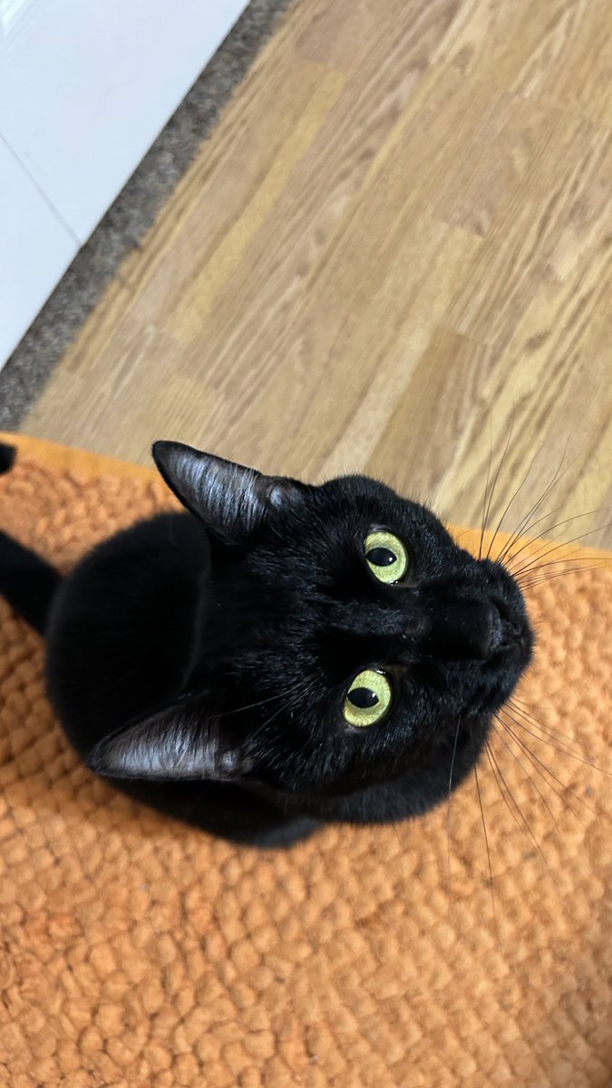 AtticusAtticCat's tweet photo. I made a Twitter account one year ago! Today my hooman was staring at her light box so I bit her knee. I’m a helper. #MyTwitterAnniversary https://t.co/aJJCd7jP9p