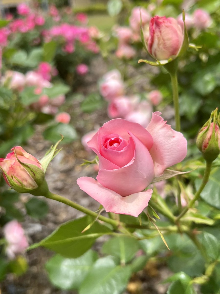 orange396600921's tweet photo. .
この香り
お届けできないのが
残念…

薔薇🌹
自分には 
似合わない花だけど

綺麗ですね

良き週末を💕𓂃◌𓈒𓐍

#イマハナ https://t.co/HKuY7jpqMP