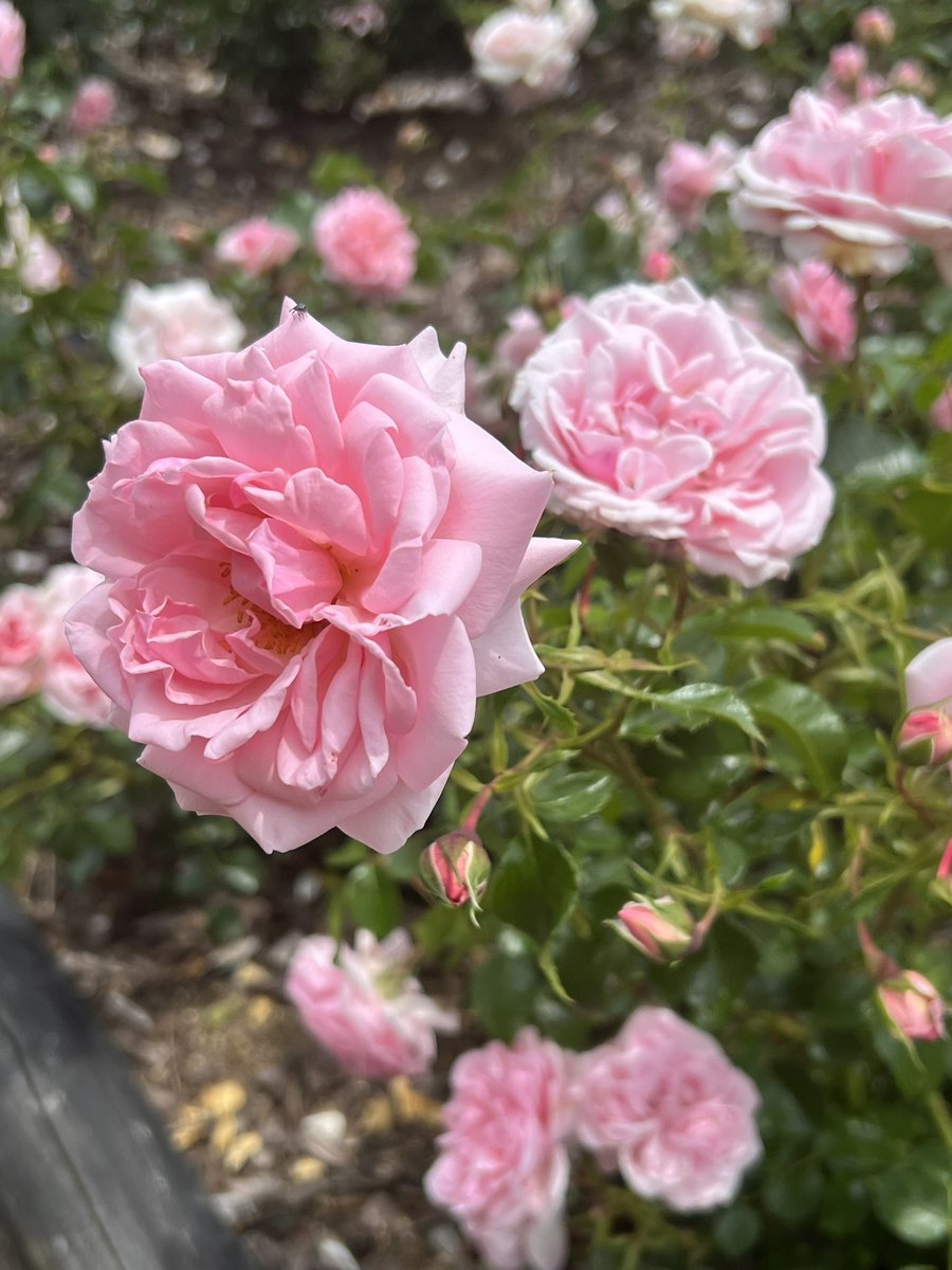 orange396600921's tweet photo. .
この香り
お届けできないのが
残念…

薔薇🌹
自分には 
似合わない花だけど

綺麗ですね

良き週末を💕𓂃◌𓈒𓐍

#イマハナ https://t.co/HKuY7jpqMP