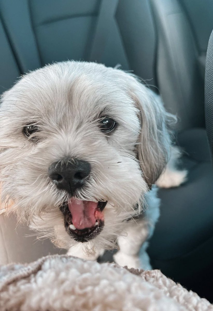 arlianalabruja's tweet photo. 🚨🚨🚨Mi bebé está desaparecido 😓😓 COMPARTAN, POR FAVOR. 🚨🚨🚨 https://t.co/JK0iPpAJy3
