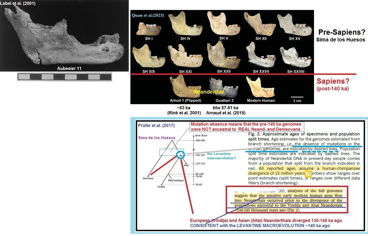 #FossilFriday 
Aubesier 11 #PreSapiens, France, ~180 ka.
'recurrent bladelet production was not used at the Bau de l’Aubesier before MIS 5d' 
?Because
the glacial max ~140 ka wiped out Pre-Neanderthals  and REAL Neanderthals originated from the macroevolution?
#Paleoanthropology