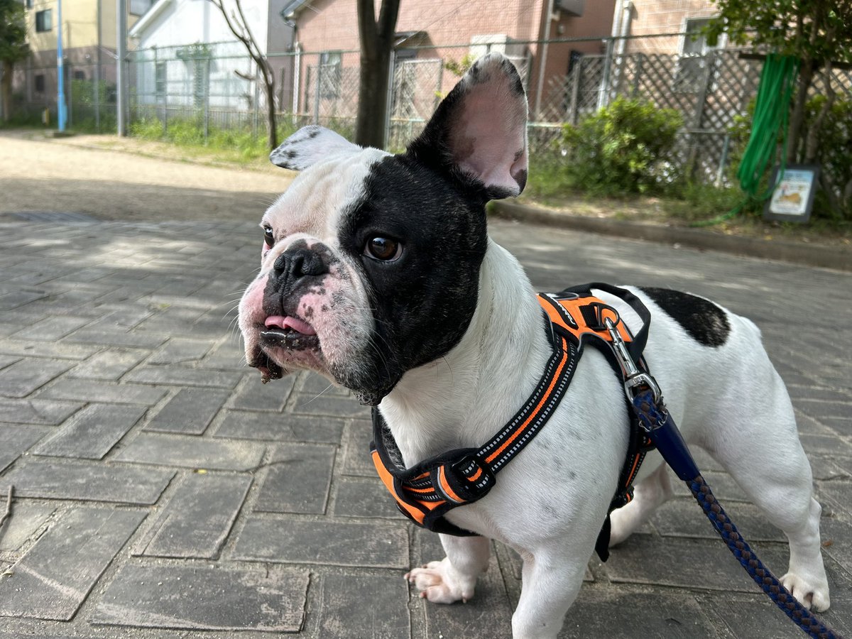 何をみつけたの？？
好奇心旺盛で、何にでも反応します😁

#フレンチブルドッグ
#ふれぶる
#frenchbulldog 
#朝んぽ
#犬のいる生活