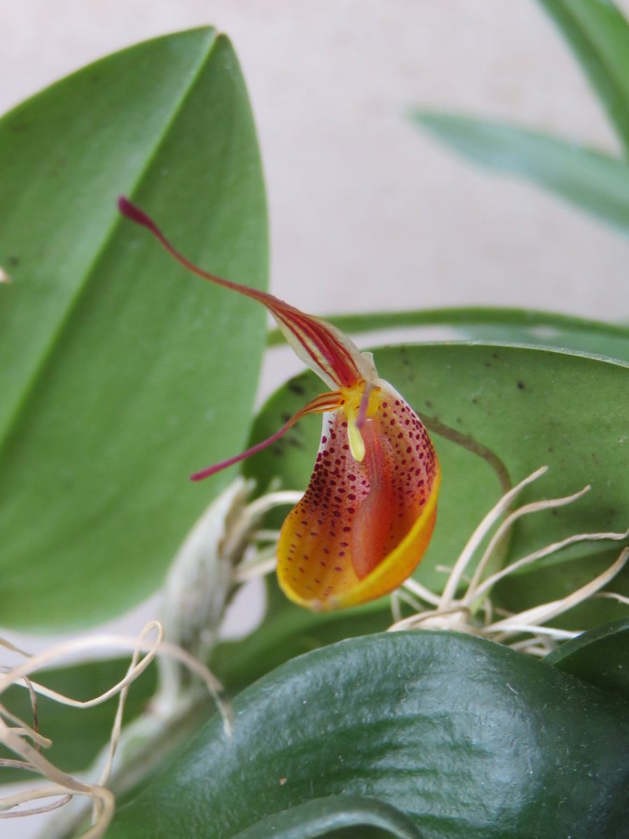 Khaph's tweet photo. 2 of the plants I bought from the Harrogate orchid show in February are flowering now. Restrepia nittiorhyncha and Maxillaria schunkeana, looking very gothic. #orchids #houseplants #Maxillaria #restrepia https://t.co/XwS1fiWy8l