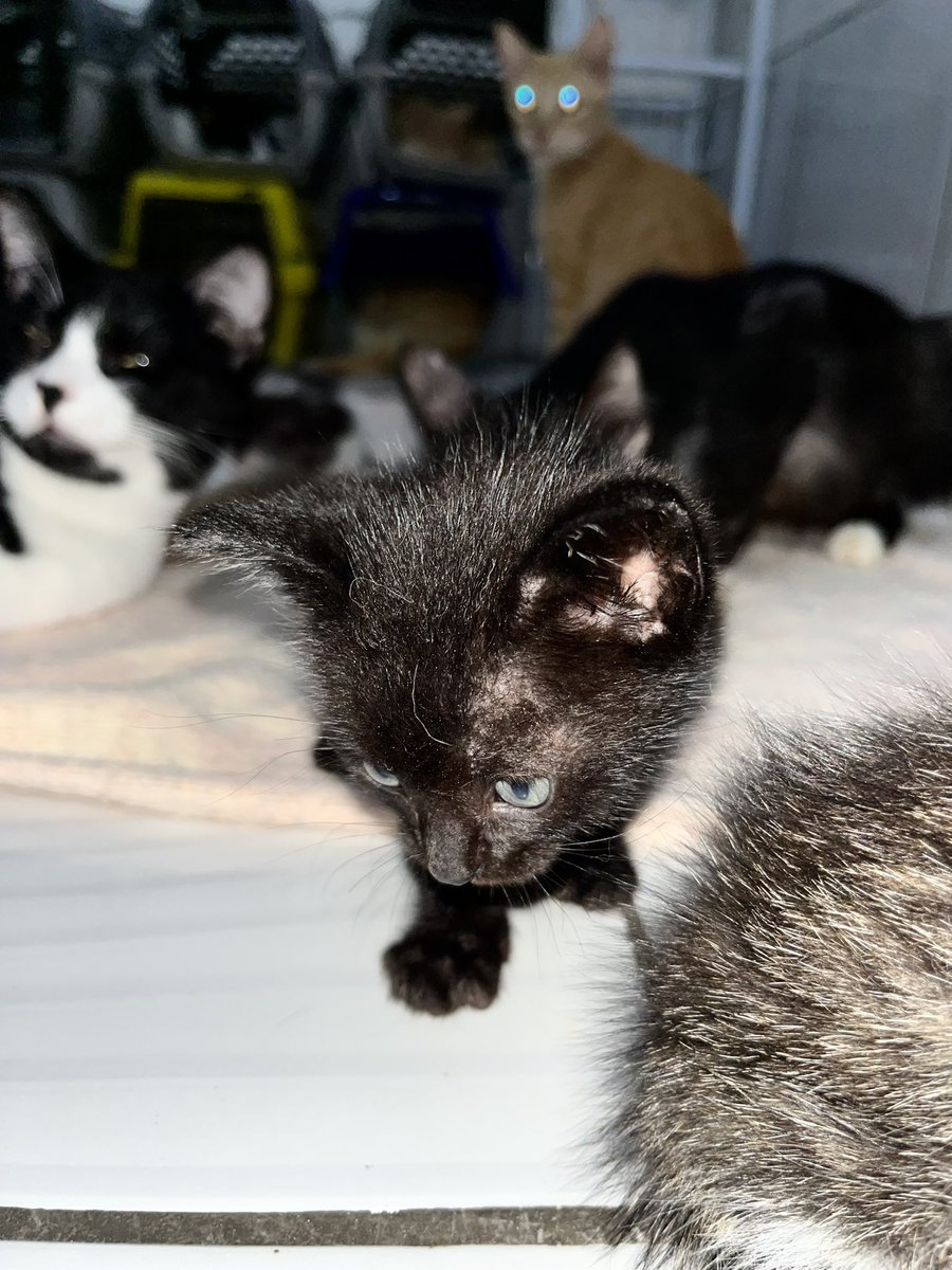 di_abrigo_davi's tweet image. Miaumigos, passamos o dia inteiro sem ter o que comer. Também não tínhamos areia e o leite pet para os bebês😿
No fim do dia com a ajuda que recebemos compramos um pouco de areia e produtos de limpeza porque os gatinhos tem diarreia crônica.
A ração compramos fiado aumentando 
+