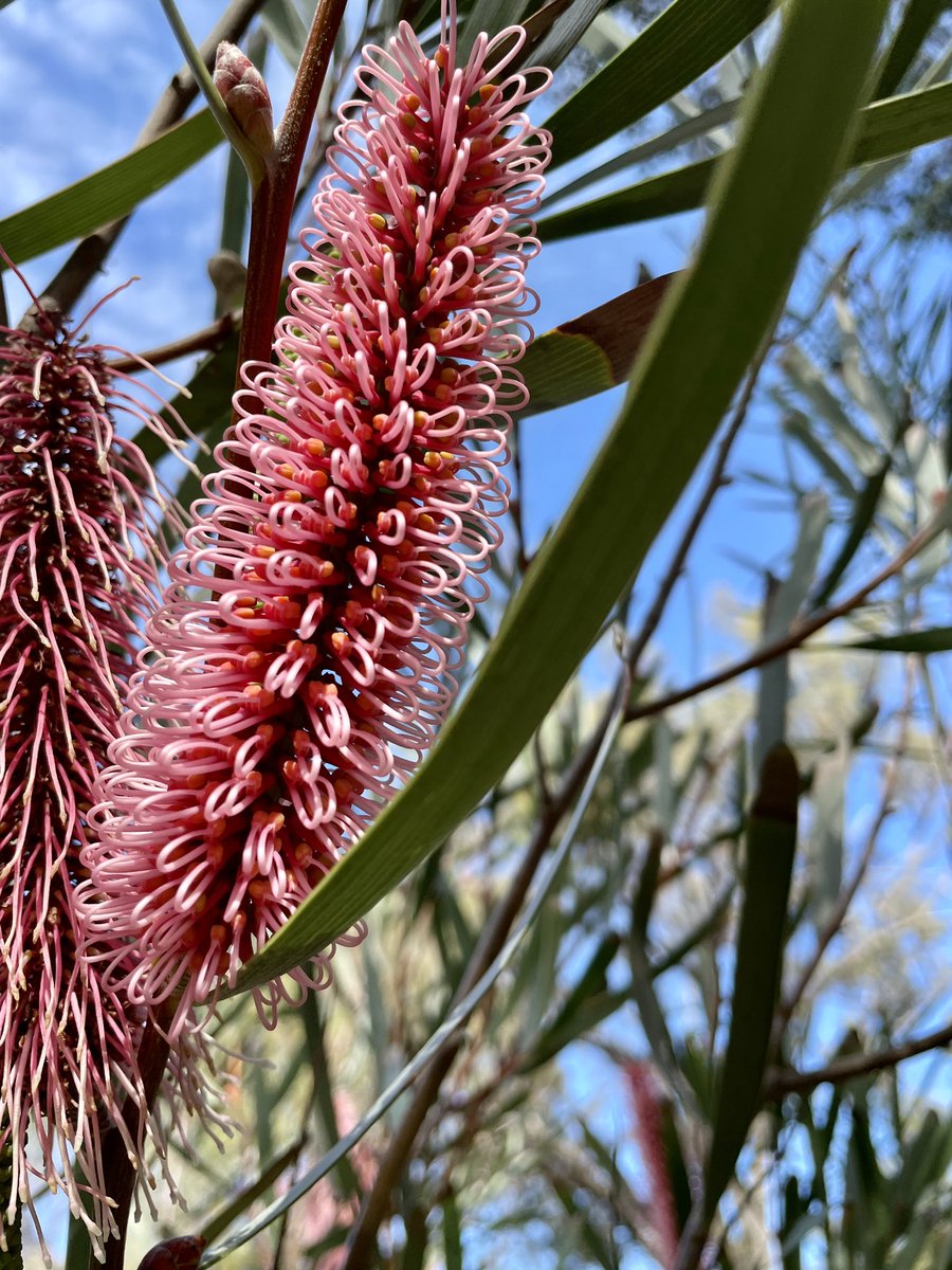 Rob Davis tweet media