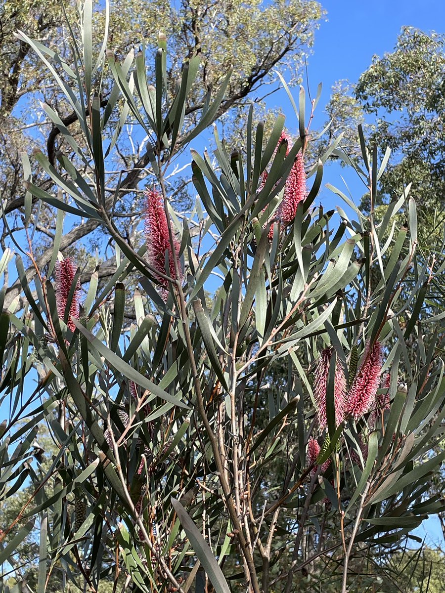 Rob Davis tweet media