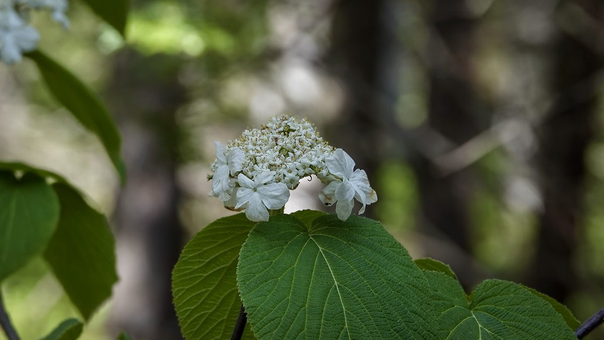 WildAdks's tweet photo. The Hobblebush is still blooming on the Barnum Brook Trail at the Paul Smith’s College VIC, Franklin County, NY (22 May 2023).
https://t.co/h77m3oGgPA
#hobblebush #WitchHobble #springwatchadirondacks #springwatchadk #adirondackplants #adirondackshrubs #pscvic @pscvic https://t.co/QgeHTEUm8q