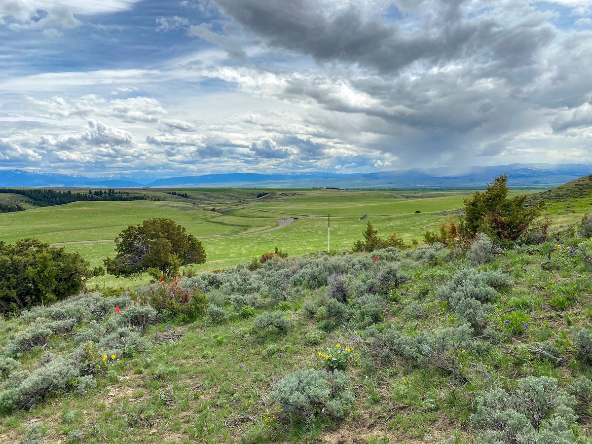 RileyJohnsGolf's tweet photo. Giddy up, Montana project is out of the gate. #Coore&Crenshaw https://t.co/i5a89IFcV9