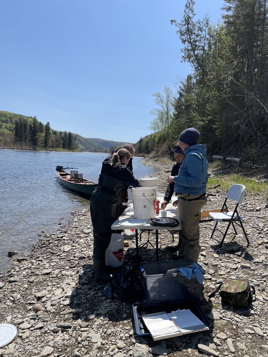 erinmccavour's tweet photo. Spent the week helping out with the smolt wheels in the Restigouche🐟 Thank you for having us! @theGMRC https://t.co/mLgN0HSud8