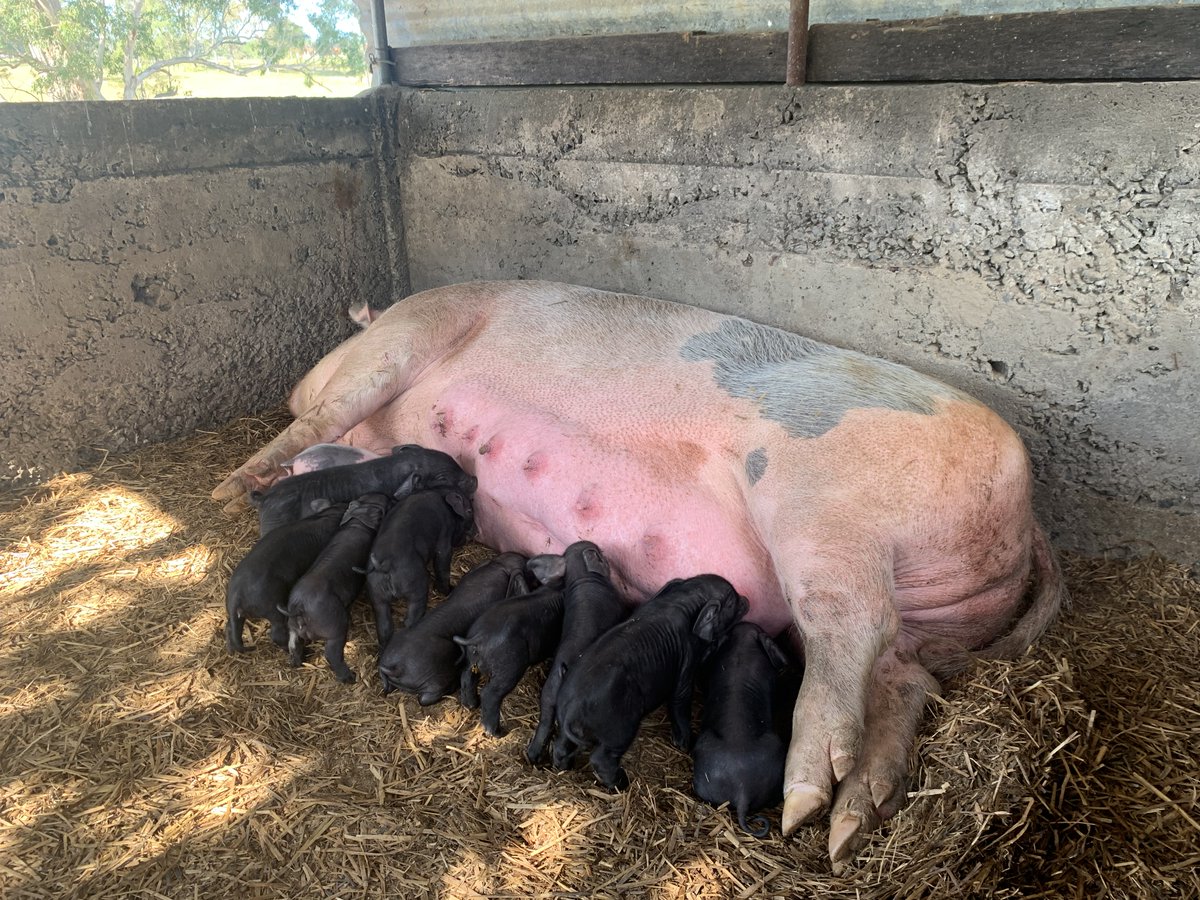 Woke up to this pleasant surprise today!

#Piglets #NewBorn #FarmLyfe