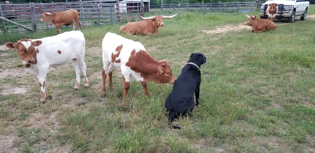 Silly dog tries to make friends with the calves every year🧡
#ranchlife #texaslonghorns #ranchdogs