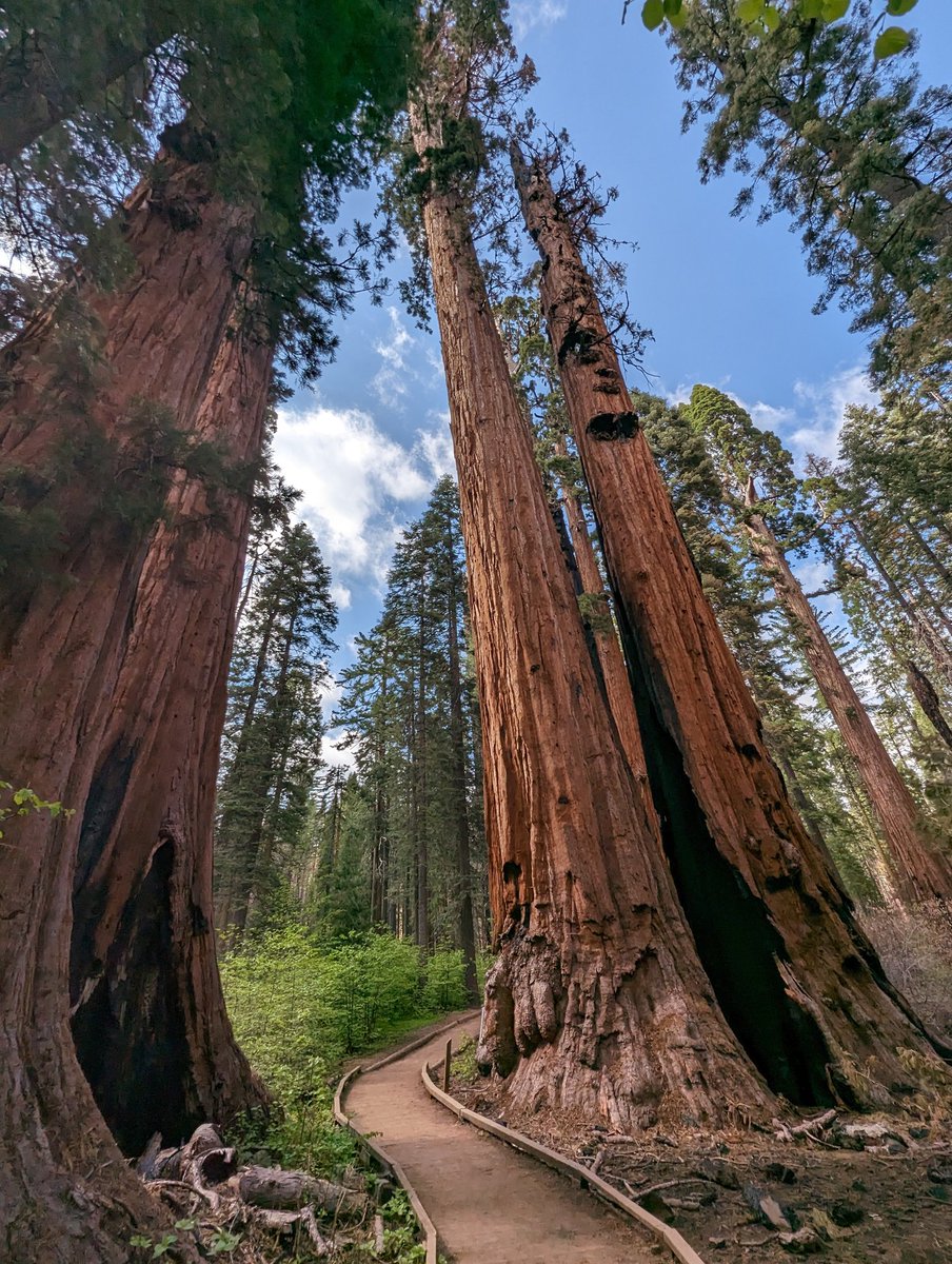 PabloJBarillas's tweet photo. Just a nice stroll with my 3 year old at Calaveras big trees state park! @CAStateParks @cvdcastateparks #sequioa https://t.co/YUNZEr53bs