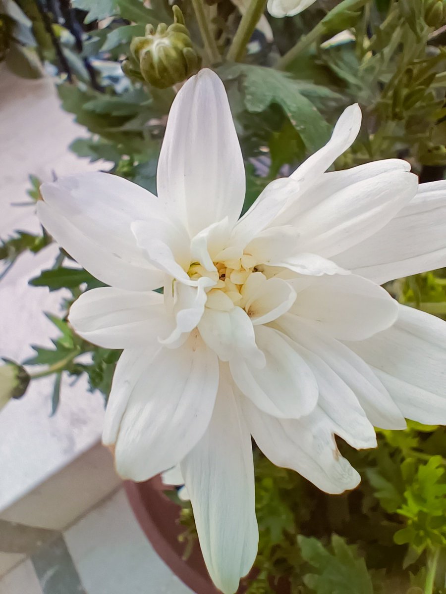 A flower again that bloomed. #chrysanthemum #pure #whitechrysanthemum #flowerphotography #Flowers #mobilephotography 
@Eliza_Bird_ @EvelynMay51 @mygardengate2 @rekhadixit123 @schoolgardenguy @Somewhe07814641 @ChattyGardener