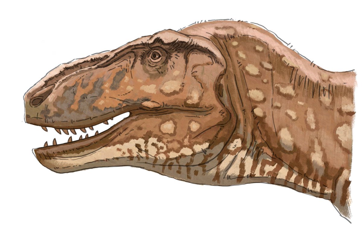 Quick doodle 'Shere Khan' the Tarbosaurus bataar
#PrehistoricPlanet