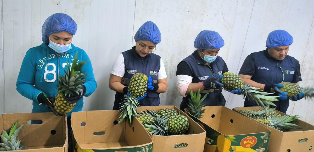 AgrocalidadZ4's tweet photo. #SantoDomingo | Realizamos inspección fitosanitaria y de calidad a 4 280 cajas de piña fresca de exportación con destino a Chile 🇨🇱,  de esta manera garantizamos fruta de calidad al mundo.
 #ExportamosCalidad https://t.co/Ny9a08xDHu