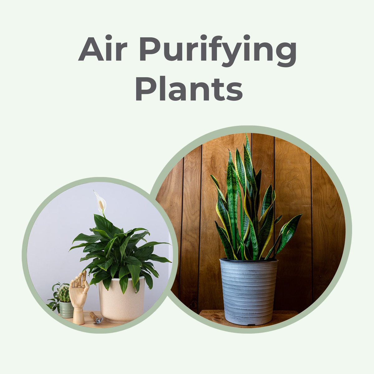 TheNurserys's tweet photo. Clear the air and bloom with these purifying powerhouses! 🌿🌸🌬️

Buy Now:- https://t.co/Hjy2E5y9J1

#airpurifierplants #flowerpowers #cleanair #greentherapy #plantlovers #IndoorJungle #natu https://t.co/V13DrqGLm3