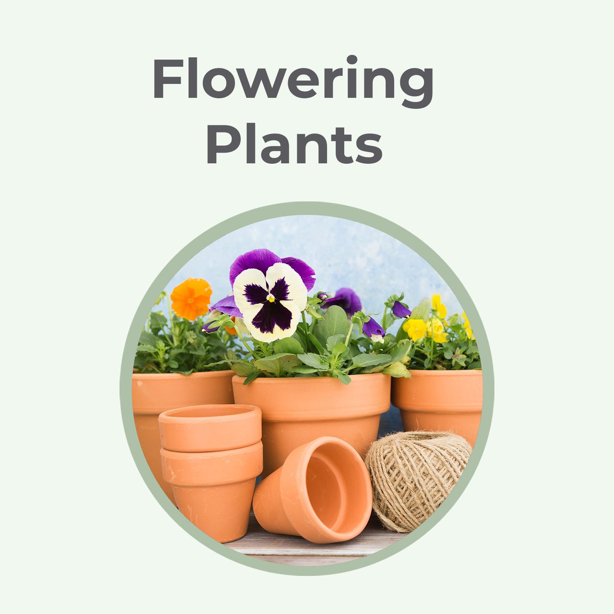 TheNurserys's tweet photo. Clear the air and bloom with these purifying powerhouses! 🌿🌸🌬️

Buy Now:- https://t.co/Hjy2E5y9J1

#airpurifierplants #flowerpowers #cleanair #greentherapy #plantlovers #IndoorJungle #natu https://t.co/V13DrqGLm3