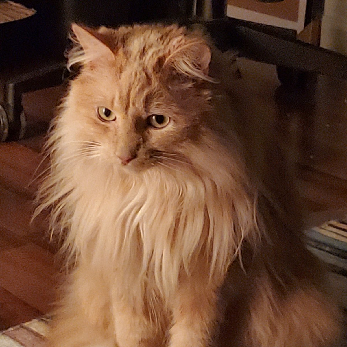 NTNLcats's tweet photo. Boxer, smoldering.
#BoxerPJohnson #CatsOfTwitter https://t.co/s3MgWKhGgb