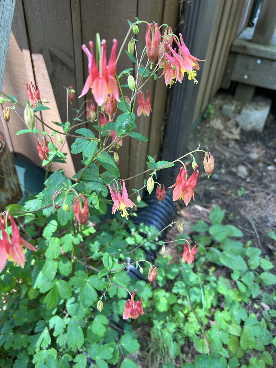 #skootamatta perfect