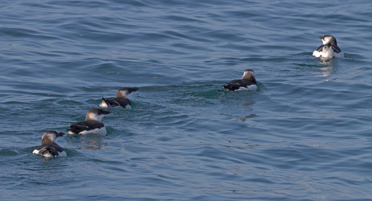 Razorbills. Agadir Morocco