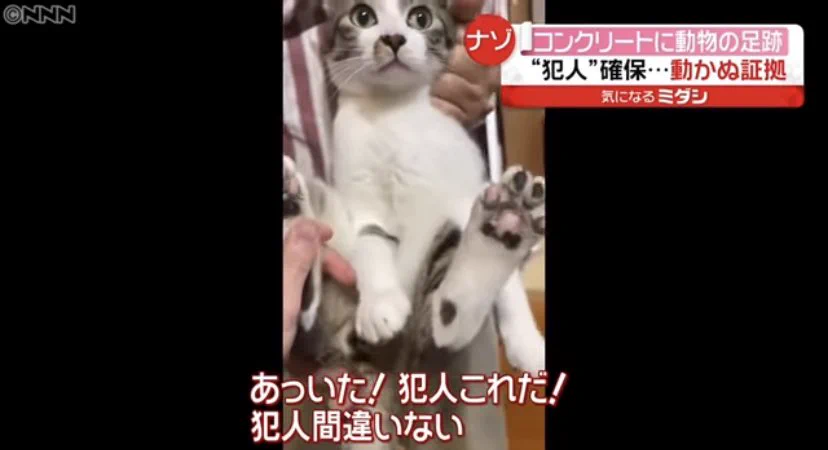 乾く前にコンクリートに足跡をつけるイタズラが発覚！ 犯人は意外なところに...