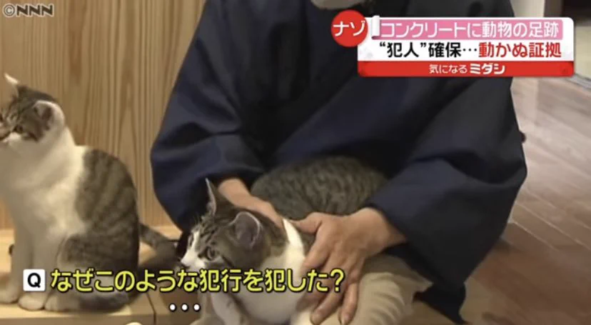 乾く前にコンクリートに足跡をつけるイタズラが発覚！ 犯人は意外なところに...