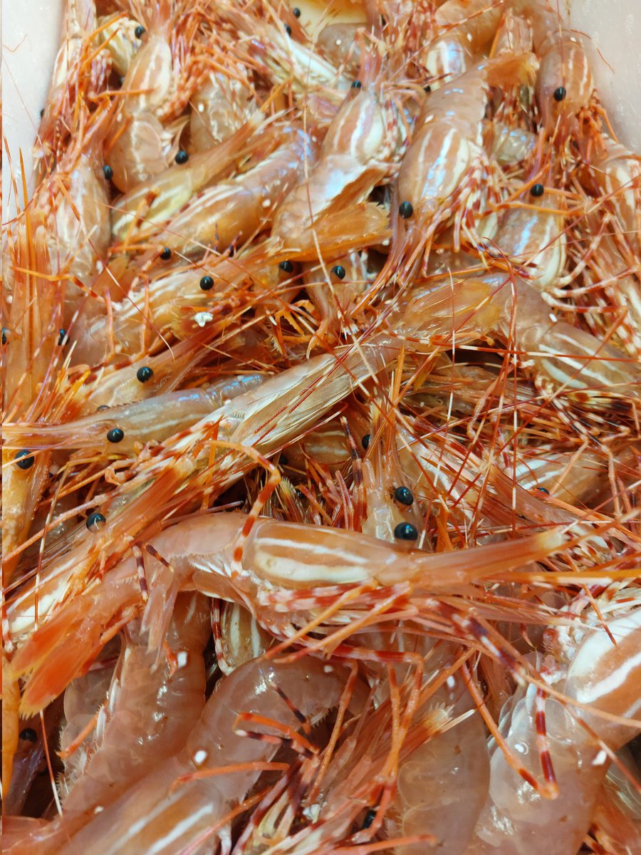 BC live spot prawns 🦐🦐🦐😚😚