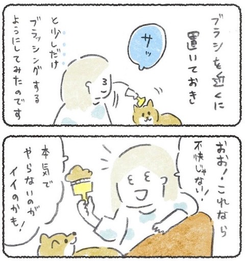 ブラシのやり方変えて、わかったこと ●→ #柴犬のいる生活