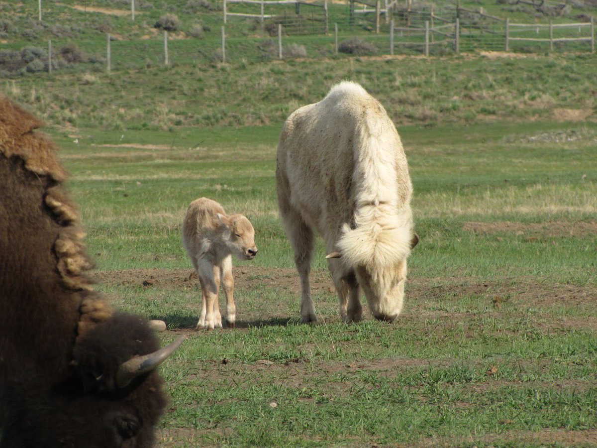 CoachellaJones's tweet photo. There are now 3 #whitebison at Bear River State Park. The white calf is the newest of 5 calves at the state park. It was fun last weekend watching the herd. #wyoming #wyolife #bison #bisoncalf #whitebisoncalf #wyostateparks #evanstonwyoming @SLCScanner thanks for reminding me. https://t.co/eFB9bQWWiV