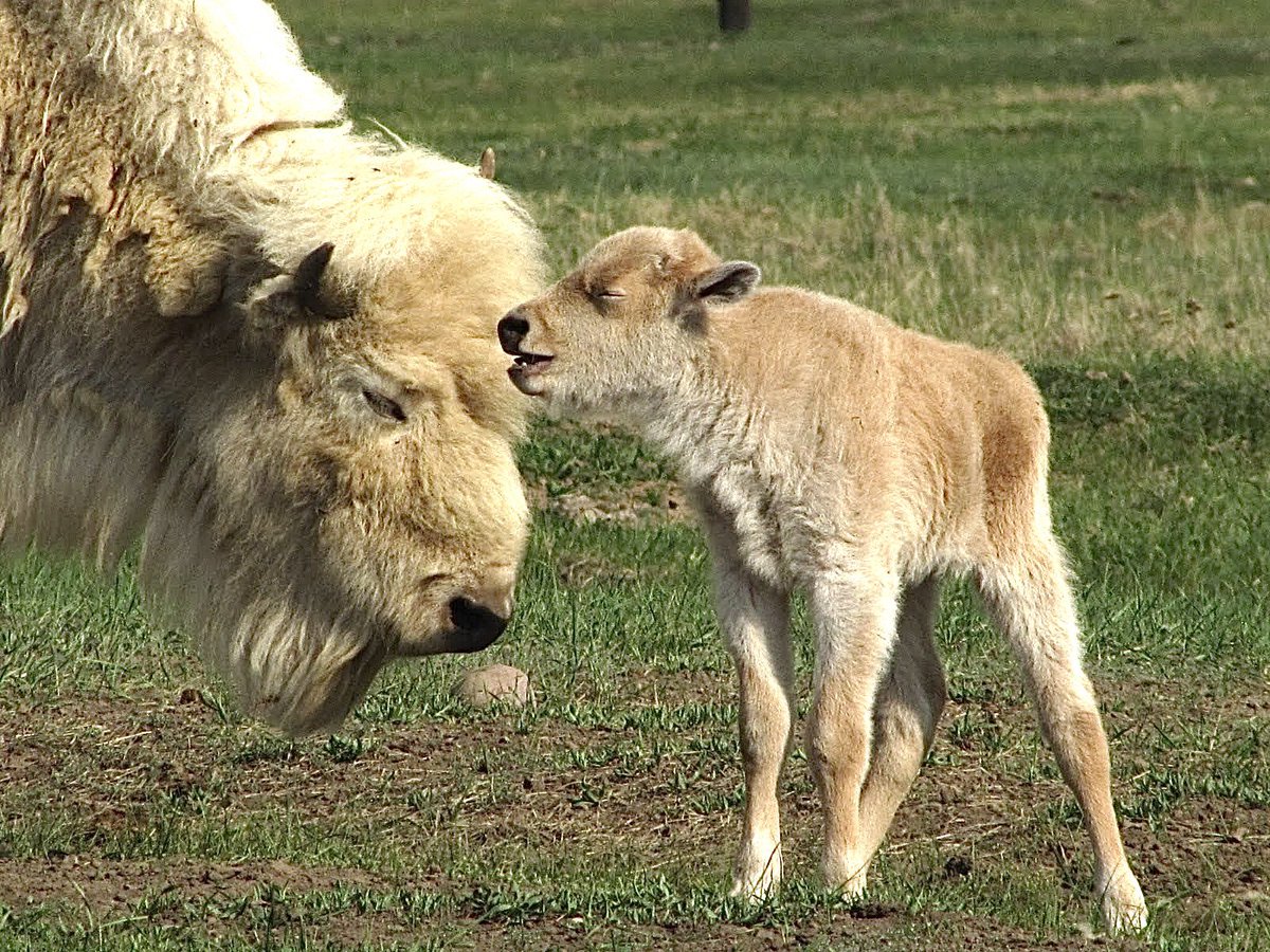 CoachellaJones's tweet photo. There are now 3 #whitebison at Bear River State Park. The white calf is the newest of 5 calves at the state park. It was fun last weekend watching the herd. #wyoming #wyolife #bison #bisoncalf #whitebisoncalf #wyostateparks #evanstonwyoming @SLCScanner thanks for reminding me. https://t.co/eFB9bQWWiV