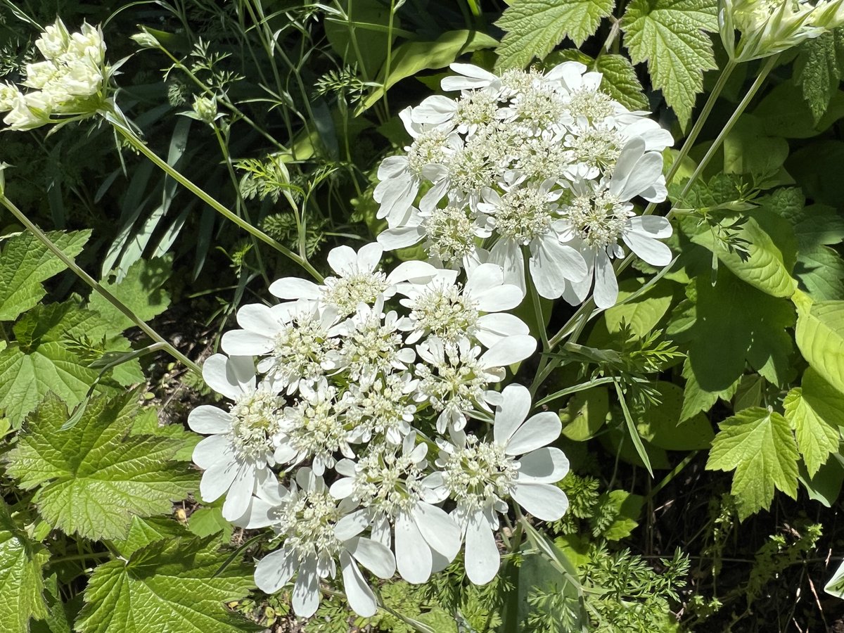 こんにちは😊
今日は天気が良くて、庭の花たちも元気です🌼☀

紫陽花には蜂が蜜を探しに来てました🤗

ムラサキ露草などの草花も
晴天に喜んでいるように見えました🥰✨🌈