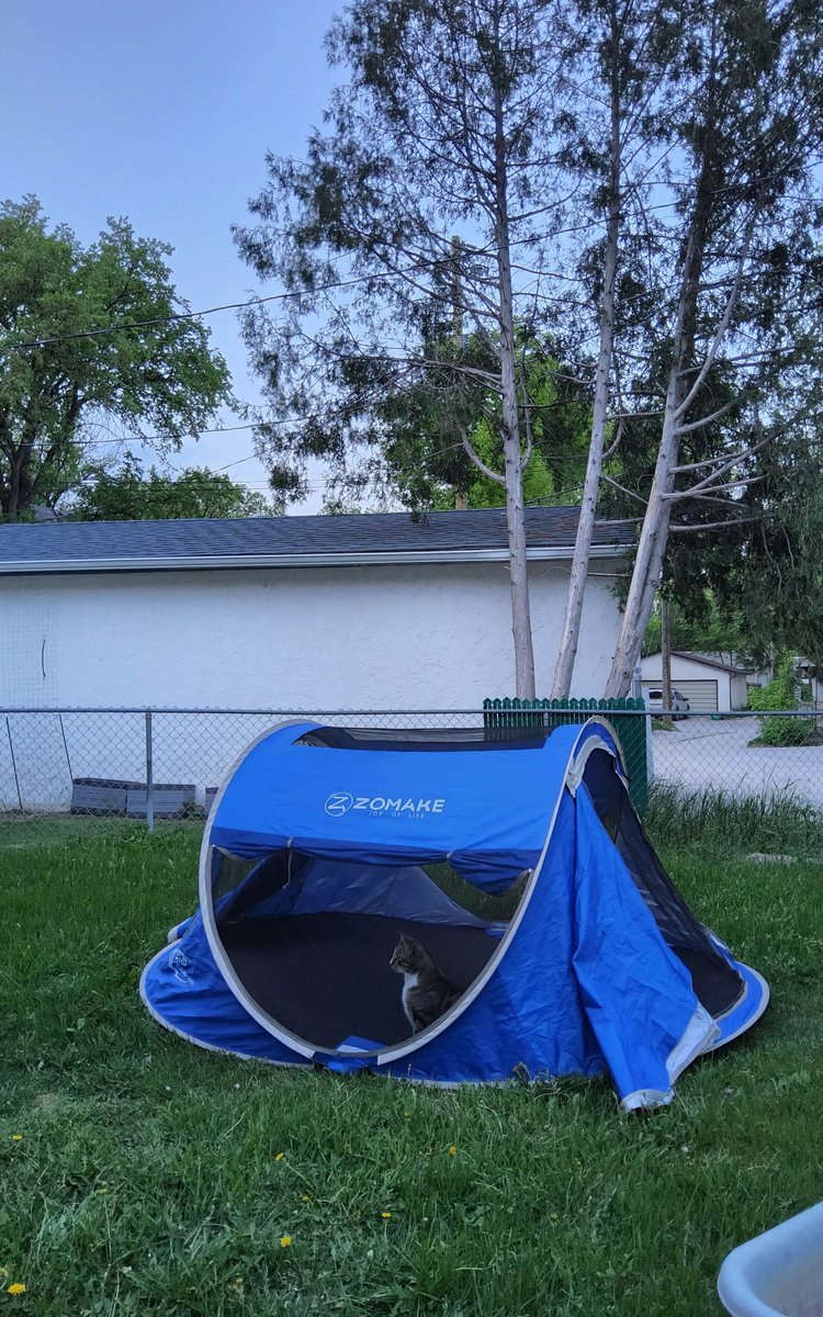 Apattou's tweet image. Ares, the Cat of War, has mastered camping 🏕.