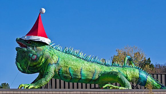 TCU. The only school in the NATION with an iguana that wears hats.