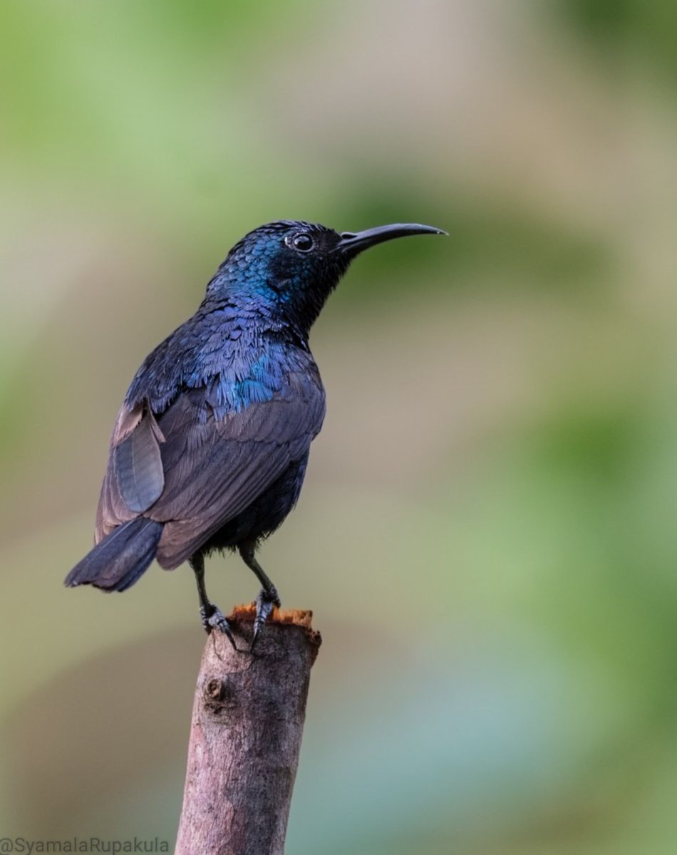 #indiaves #ThePhotoHour #BirdsOfTwitter #TwitterNatureCommunity #wildplanet #wildlife #BBCWildlifePOTD  #BirdsSeenIn2023 #NatureIn_Focus #birdtwitter #birds #NatGeoIndia Purple Sunbird