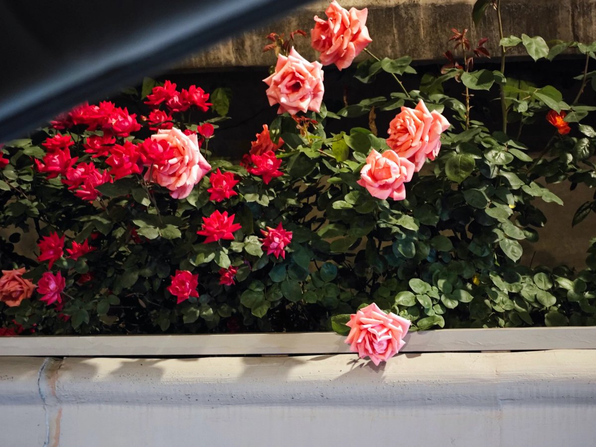 LLLLRF6811's tweet image. 二环路的花真漂亮…